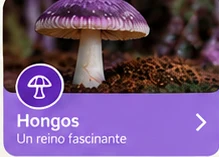Seta