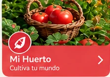 Cesta de tomates