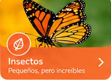 Mariposa