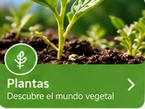 Plántula