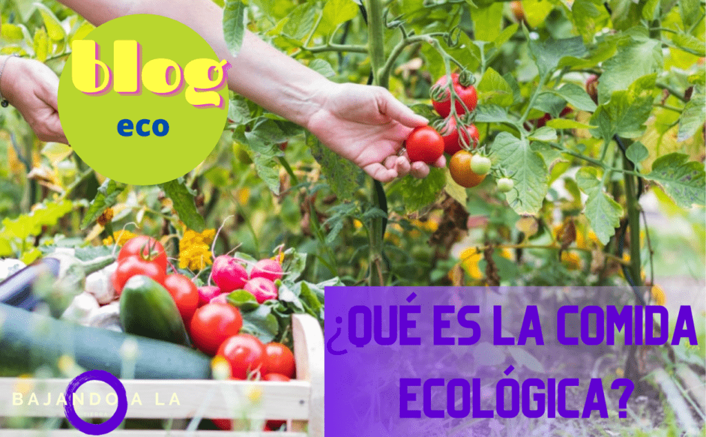 ≫ Comida ecológica ¿Cómo ahorrar comiendo sano? ≫ Comida ecológica ¿Cómo ahorrar comiendo sano?